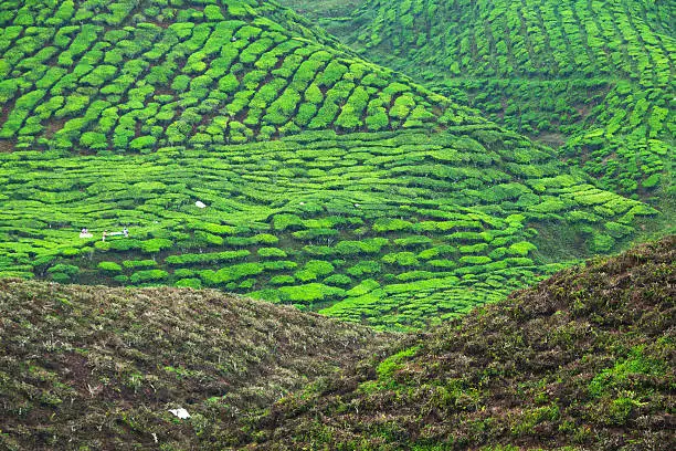 Morning in teaplantation of Cameron Highlands, some pickers are at work, area in foregriund is recently cut back.