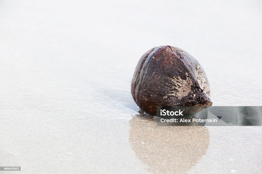Stare puste pęknięty kokosy na tropikalnej plaży - Zbiór zdjęć royalty-free (Bez ludzi)