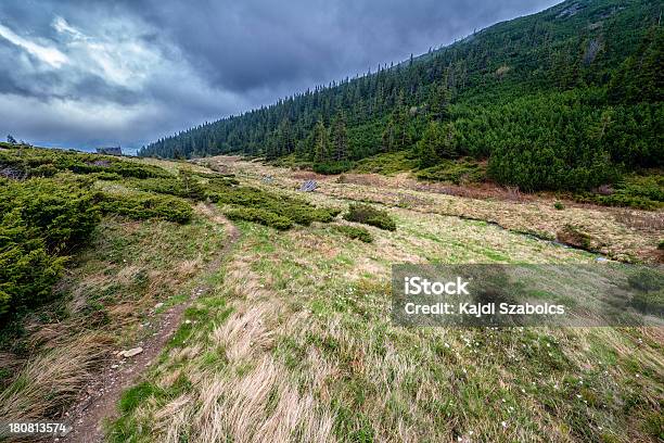 Las Sosnowy - zdjęcia stockowe i więcej obrazów Badanie - Badanie, Bez ludzi, Bór sosnowy