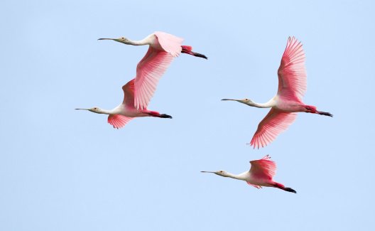 Roseate Spoonbill Flock Flying  Ajaja ajaja  Florida