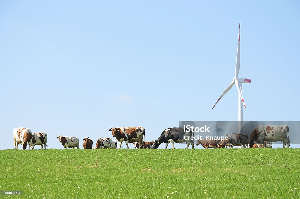Cow 가축떼 on 패스처 앞에서 풍력발전기 - 로열티 프리 암소 스톡 사진