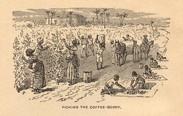 Old, Black and White Illustration of Slavery, From 1875 "Old black and white illustration of slaves harvesting coffee beans on a plantation, from the 1800's." slave plantation stock illustrations