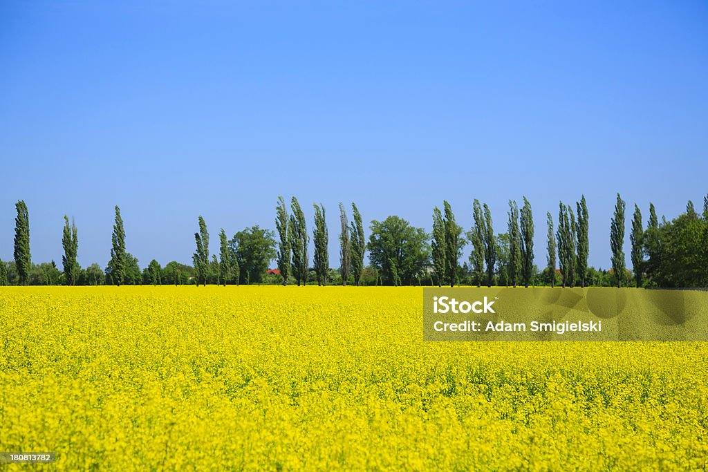 canola field beautiful landscape with canola field under blue skysee my Agricultural Field Stock Photo