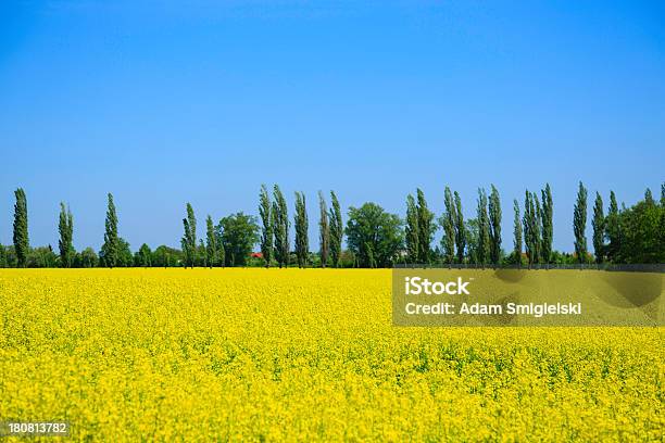 Canola Field Stock Photo - Download Image Now - Agricultural Field, Agriculture, Beauty In Nature