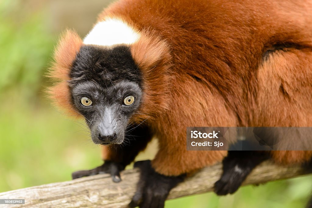 Lémur rufo rojo - Foto de stock de Animal libre de derechos