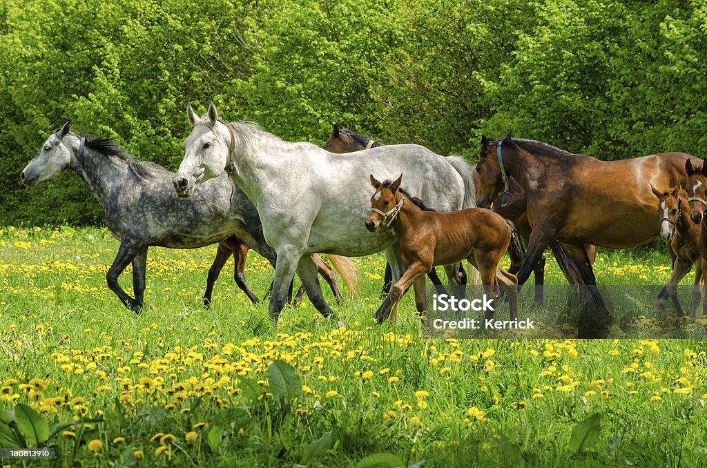 warmblood 馬の一団-foals ギャロップにすれば、 - ウマのロイヤリティフリーストックフォト