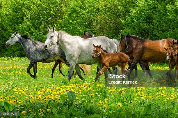 Foto de Warmblood Manada De Cavalosmares E Em Galope Foalsgrupo De Música e mais fotos de stock de Animal