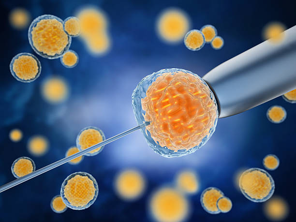 inseminación artificial - ovary human cell cell high scale magnification fotografías e imágenes de stock