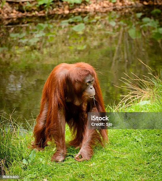 Orangután De Borneo Foto de stock y más banco de imágenes de Orangután - Orangután, Agua, Río