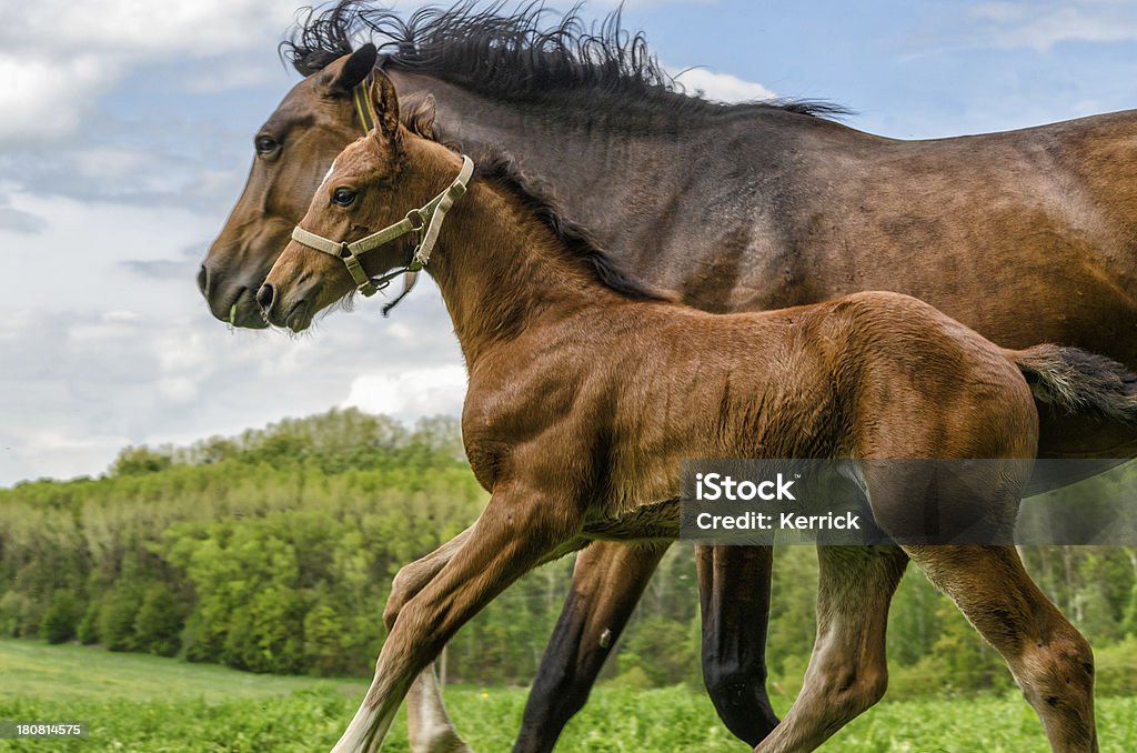 warmblood horse herder-mares und im Galopp foam hand - Lizenzfrei Fohlen Stock-Foto