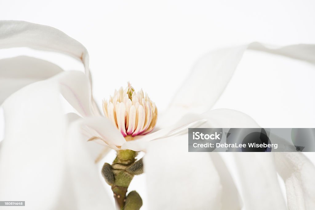 Bare a alma - Foto de stock de Beleza natural - Natureza royalty-free