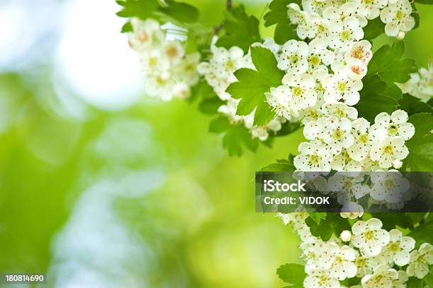 Foto de Crataegus e mais fotos de stock de Pilritreiro - Pilritreiro, Flor, Florescer