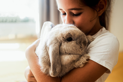 Kid girl holding bunny rabbit indoors at home. Pet animals relationship concept