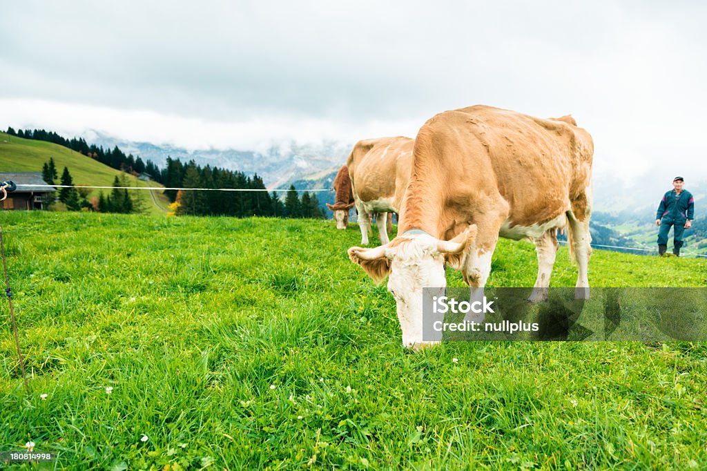 Vacas em pasture - Foto de stock de Fêmea de mamífero royalty-free