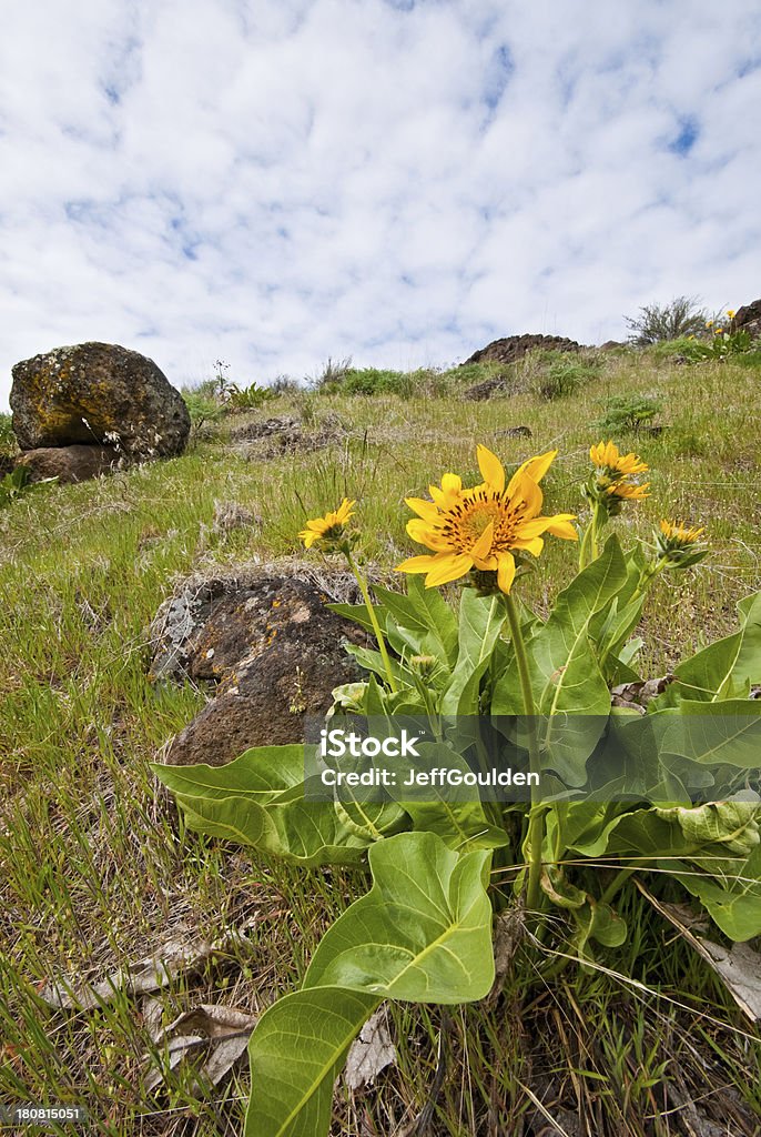 Arrowleaf Balsamroot florecer en Cowiche Canyon - Foto de stock de Aire libre libre de derechos