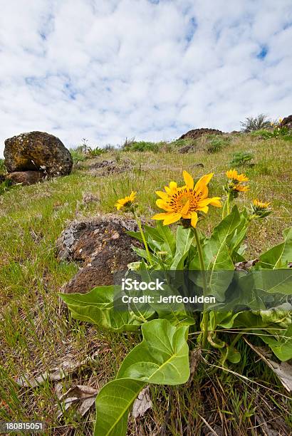 Arrowleaf Balsamroot Florecer En Cowiche Canyon Foto de stock y más banco de imágenes de Aire libre - Aire libre, Amarillo - Color, América del norte