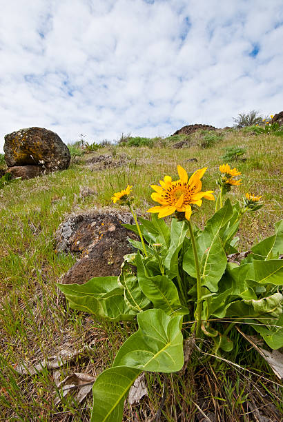 istock Arrowleaf Balsamroot Blooming in Cowiche Canyon 180815051