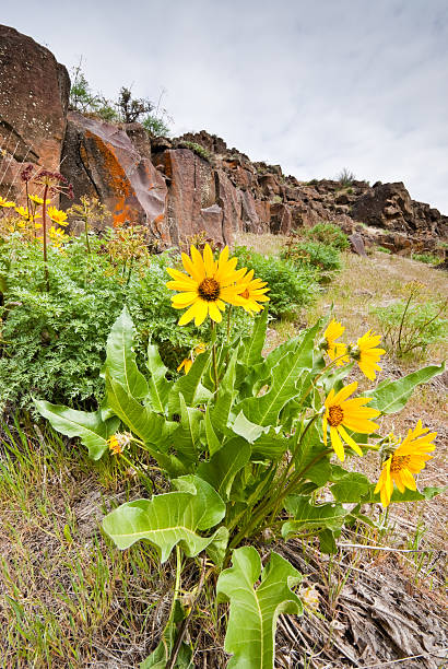 Arrowleaf Balsamroot and Basalt Formation Arrowleaf Balsamroot (Balsamorhiza sagittata) is a North American flowering plant in the sunflower tribe of the aster family. It is widespread across the western United States and western Canada. It is drought tolerant and grows in diverse habitats from grassland to mountain forest and desert. The plant’s native range extends from British Columbia to the Mojave Desert of California and as far east as the Black Hills of South Dakota. The round to oval shaped leaves are covered in fine hair. The distinctive orange-yellow leaves make the plant easy to identify. These arrowleaf balsamroot were photographed in Cowiche Canyon near Yakima, Washington State, USA. jeff goulden washington state desert stock pictures, royalty-free photos & images