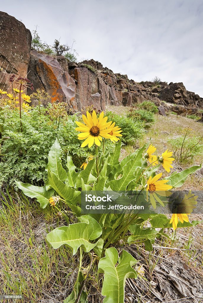 Balsamorhiza Sagittata e formação de basalto - Royalty-free Amarelo Foto de stock