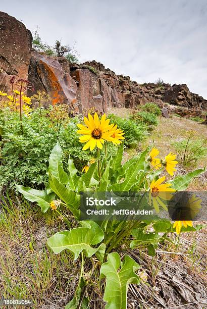 Arrowleaf Balsamroot И Базальтовые Образование — стоковые фотографии и другие картинки Arrowleaf Balsamroot - Arrowleaf Balsamroot, Yakima River Canyon, Астра