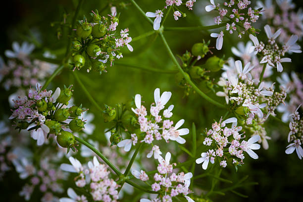 зрелых кориандра травяной blossom и семена в кухне сад - herb garden coriander seed cilantro seed стоковые фото и изображения