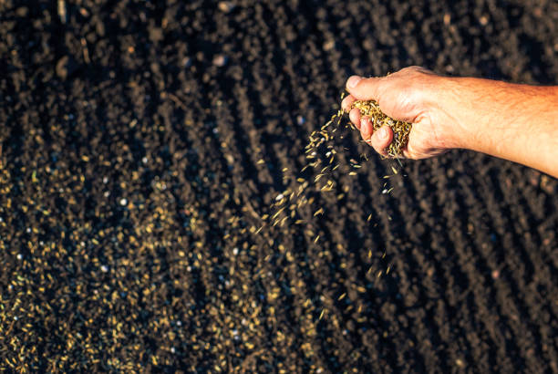 istock The farmer sows lawn grass. Selective focus. 1808150740
