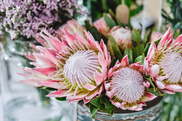 istock Blooming king proteas in vase 1808151027