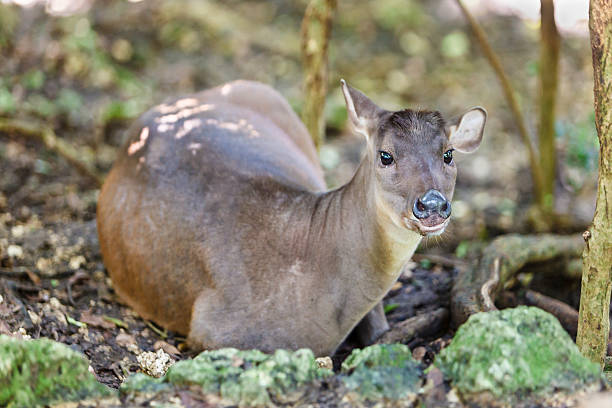 Red Brocket in the forest of the Barbados Wildlife Reserve, home to exotic animals, reptiles and birds, some of which are threatened with extinction. Here you can wander through the mahogany woods and look for the animals amongst the bushes and trees. St. Peter, Barbados. 