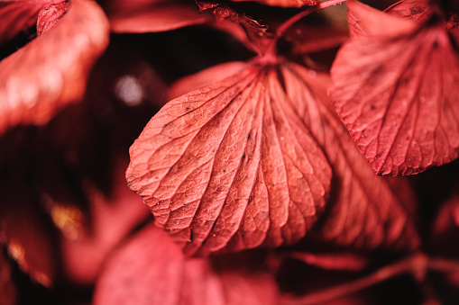 Macro shooting of bright red leaves of plant growing in garden in selective focus