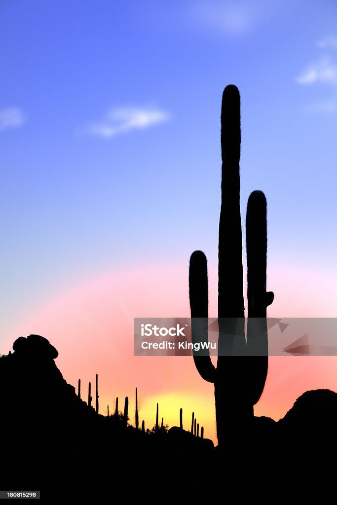 Cactus en sunrise - Foto de stock de Cactus Saguaro libre de derechos