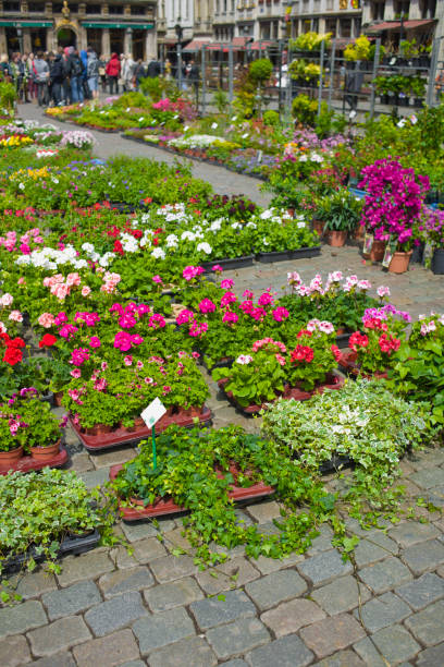 municipio, bruxelles, belgio - brussels belgium market flower market foto e immagini stock