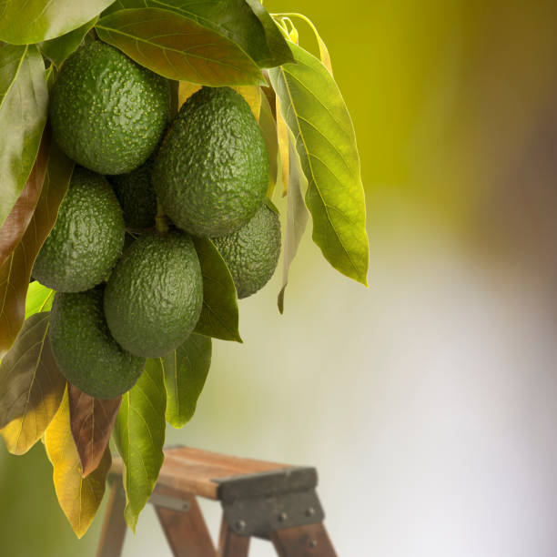 Avocado Harvest