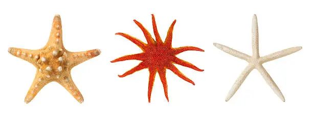 Photo of Starfishes.