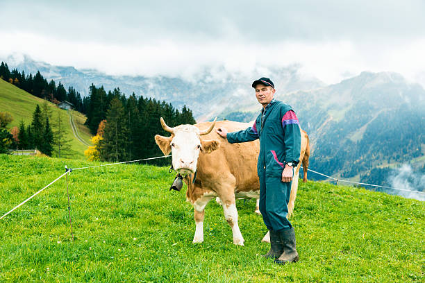 vacas em pasture - farmer color image photography switzerland - fotografias e filmes do acervo