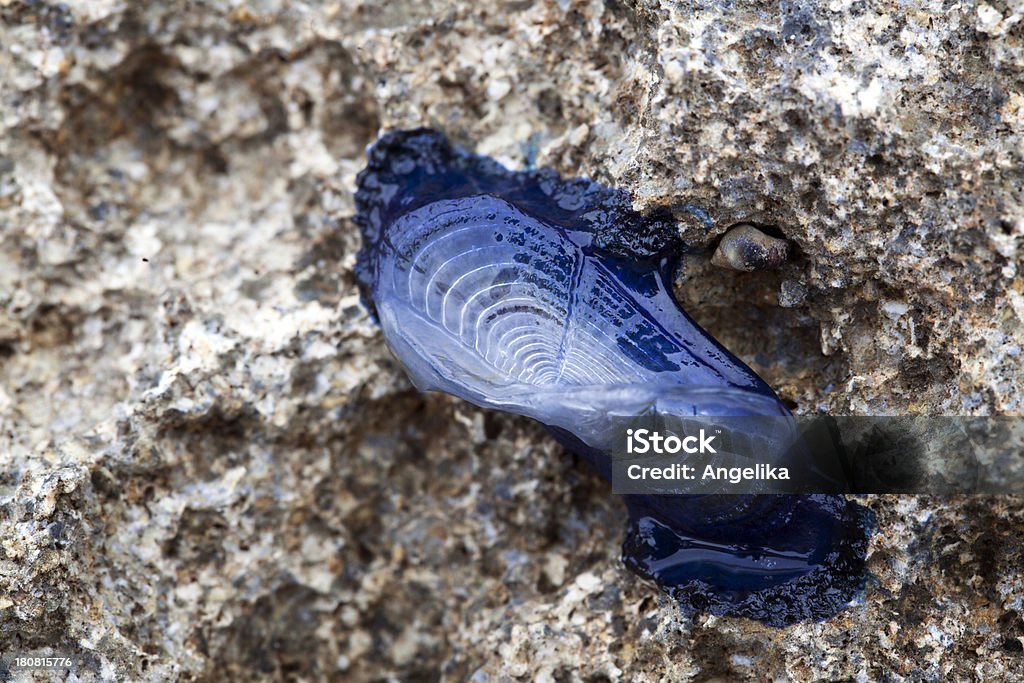 Gestrandete Velella, Mallorca, Spanien - Lizenzfrei Blau Stock-Foto