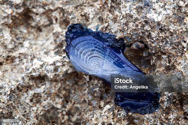 Cordas Velella Em Maiorca Espanha - Fotografias de stock e mais imagens de Animal morto - Animal morto, Azul, Baleares