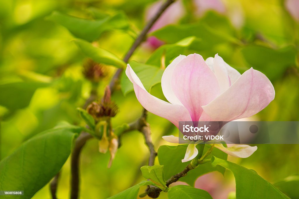 Magnolia - Lizenzfrei Ast - Pflanzenbestandteil Stock-Foto