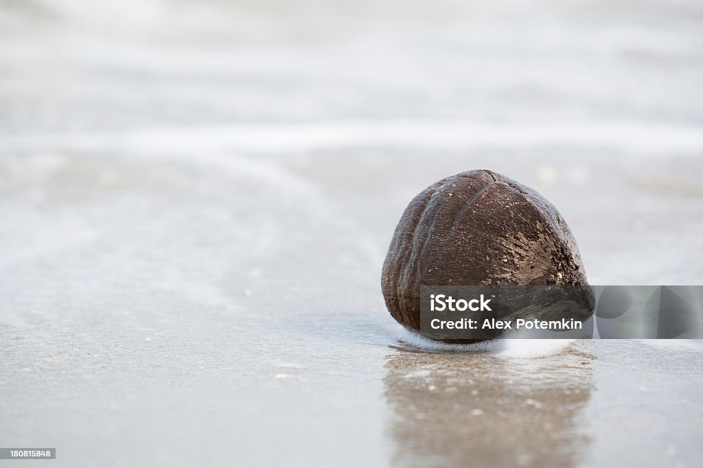 Old vacío agrietado coconuts on the playa tropical - Foto de stock de Abstracto libre de derechos