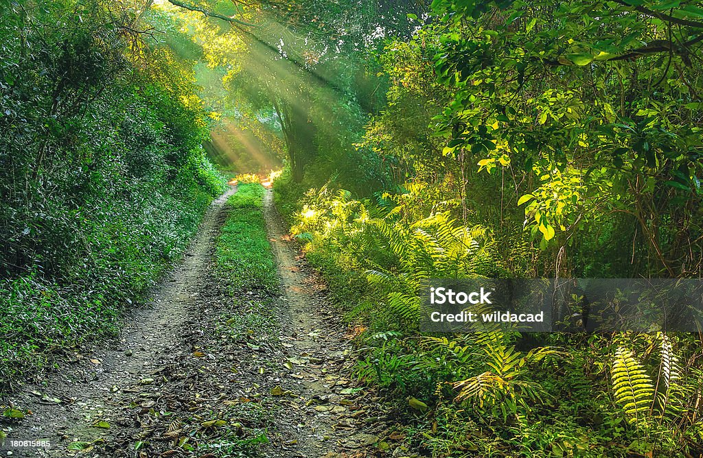 Amatikulu reserva natural - Foto de stock de Bosque libre de derechos