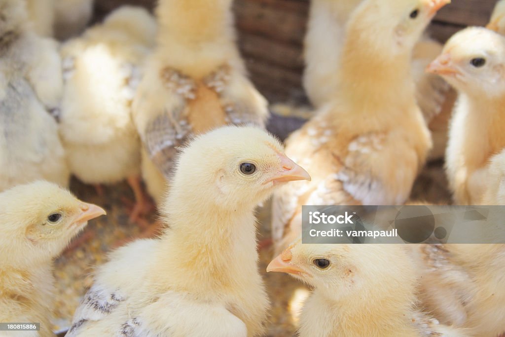 아기 닭 - 로열티 프리 0명 스톡 사진