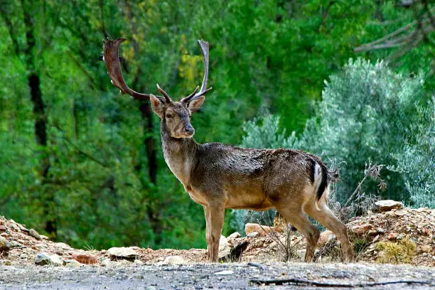 Photo of Large male Fallow deer in the Cazorla, Segura and Las Villas natural park.