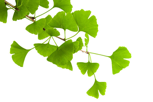 ginkgo de hojas aislada sobre fondo blanco - ginkgo ginkgo tree chinese medicine healthcare and medicine fotografías e imágenes de stock