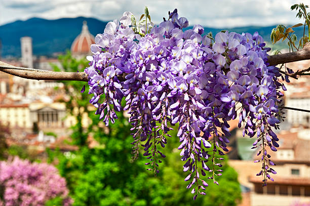 블루 Wisteria.Color 이미지 스톡 사진