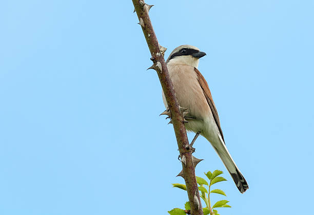 istock Male Red-backed Shrike (Lanius collurio) 180816233