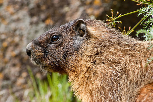 żółty bellied marmot - groundhog animal animal behavior beauty in nature zdjęcia i obrazy z banku zdjęć