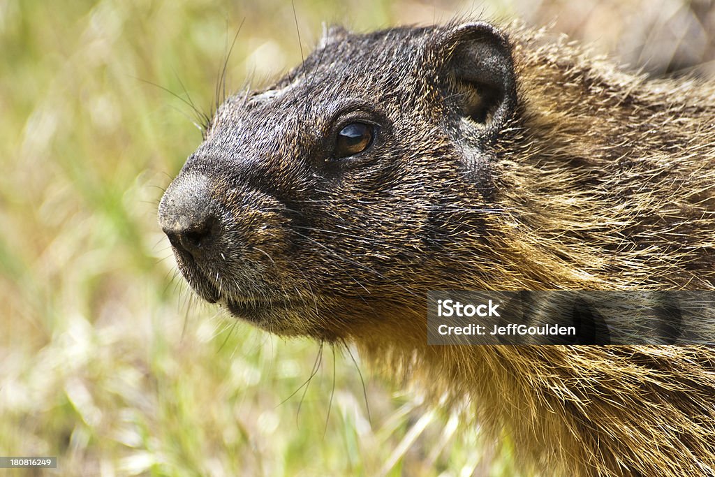 Portrait of a Yellow Bellied Marmot The Yellow-Bellied Marmot (Marmota flaviventris) dominates the "desert" of central and eastern Washington. Marmots are mainly herbivorous. Their diet consists of grasses, berries, lichens, mosses, roots, and flowers. This marmot was found in Cowiche Canyon near Yakima, Washington State, USA. Animal Stock Photo