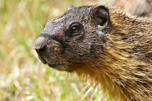 Portrait of a Yellow Bellied Marmot The Yellow-Bellied Marmot (Marmota flaviventris) dominates the "desert" of central and eastern Washington. Marmots are mainly herbivorous. Their diet consists of grasses, berries, lichens, mosses, roots, and flowers. This marmot was found in Cowiche Canyon near Yakima, Washington State, USA. jeff goulden washington state desert stock pictures, royalty-free photos & images
