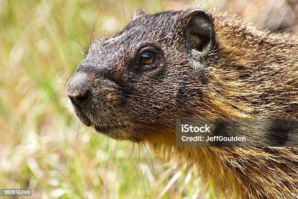 Portrait Of A Yellow Bellied Marmot Stock Photo - Download Image Now - Animal, Animal Behavior, Animal Body Part