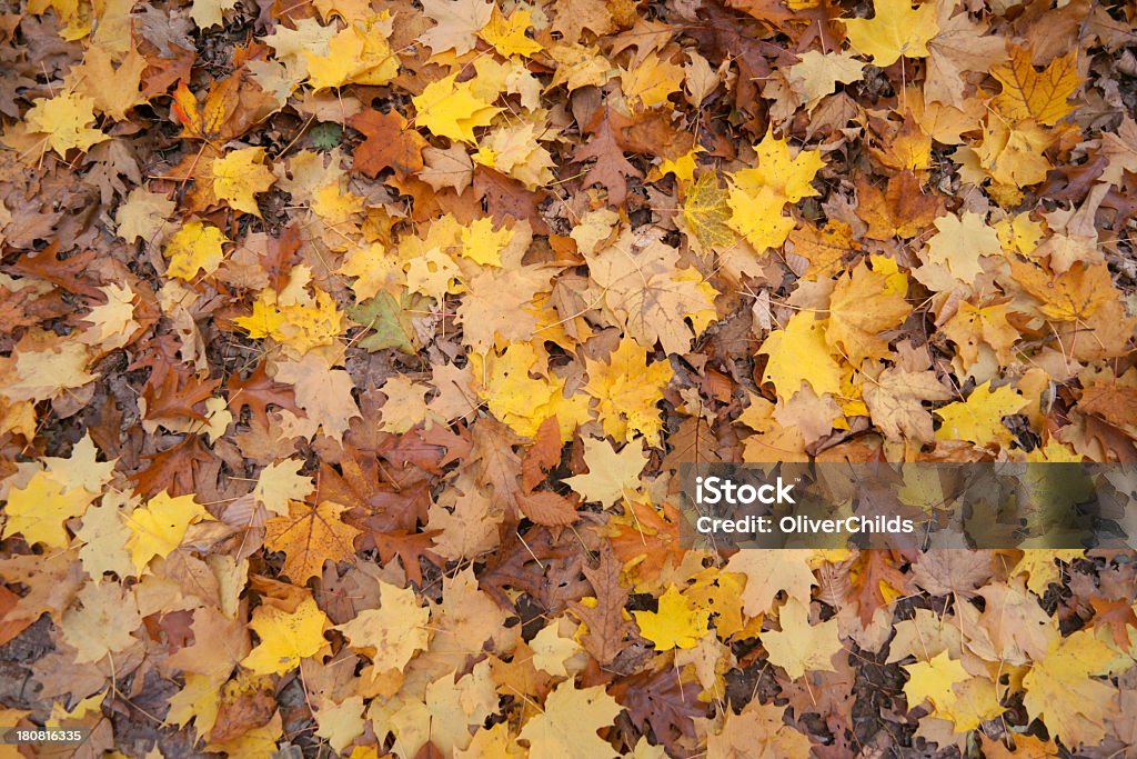 Feuilles d'automne sur le terrain. - Photo de Feuille libre de droits