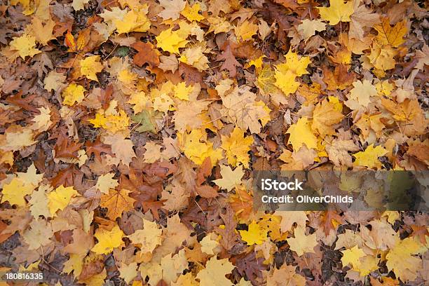 Photo libre de droit de Feuilles Dautomne Sur Le Terrain banque d'images et plus d'images libres de droit de Feuille - Feuille, Partie inférieure, Feuille de chêne - Feuille